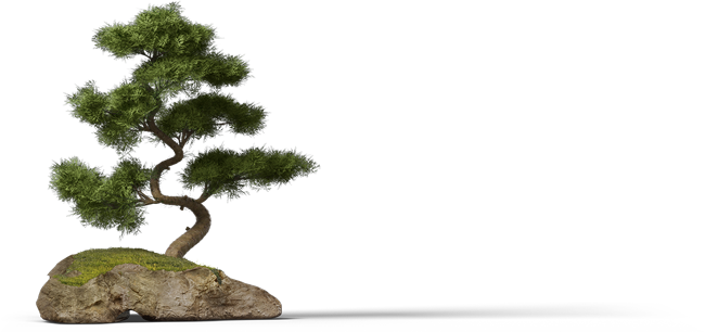 bonsai tree